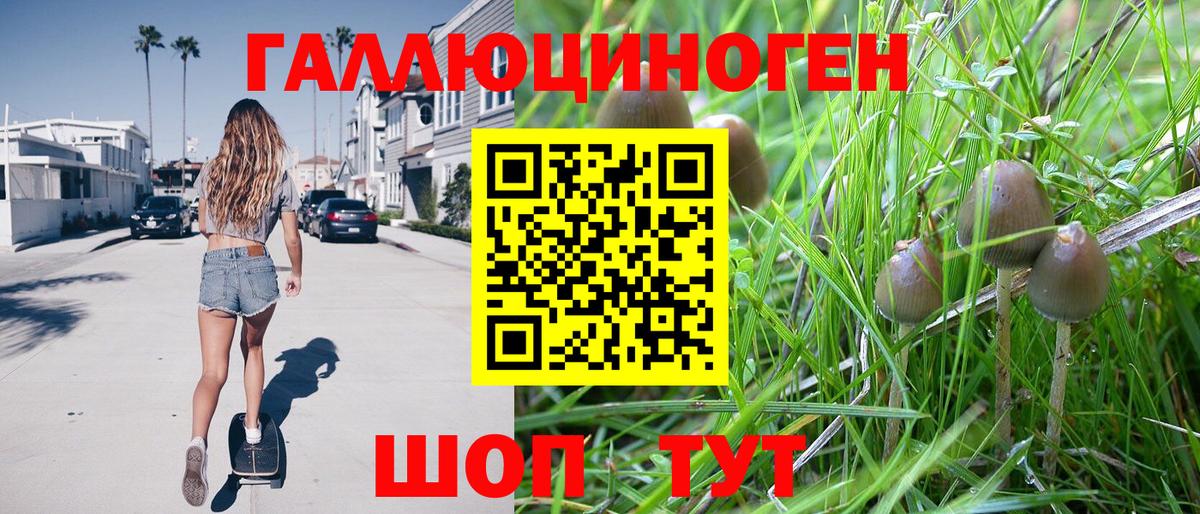 Камышлов  Галлюциногенные грибы Psilocybe  Галлюциногенные грибы Psilocybe  Вход с VPN 